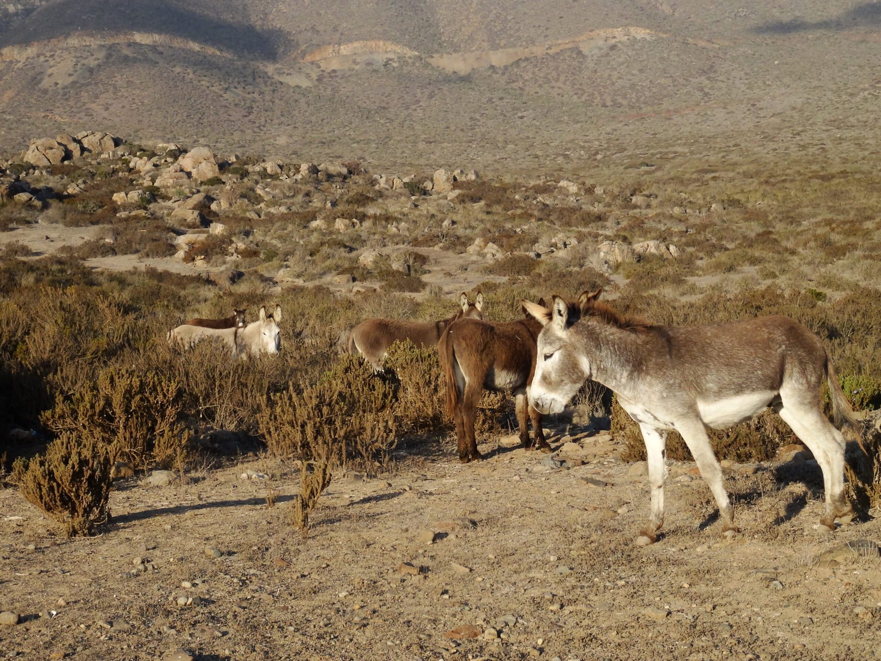 Mules Chile