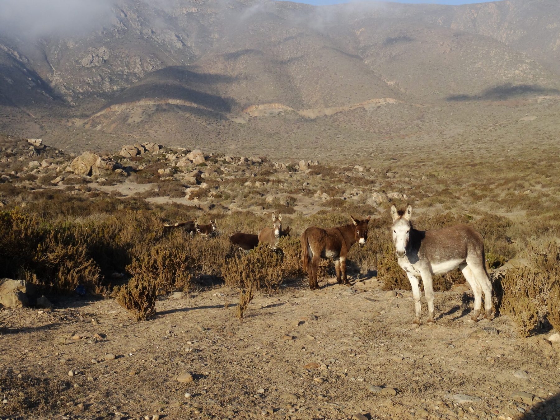 Mules Chile