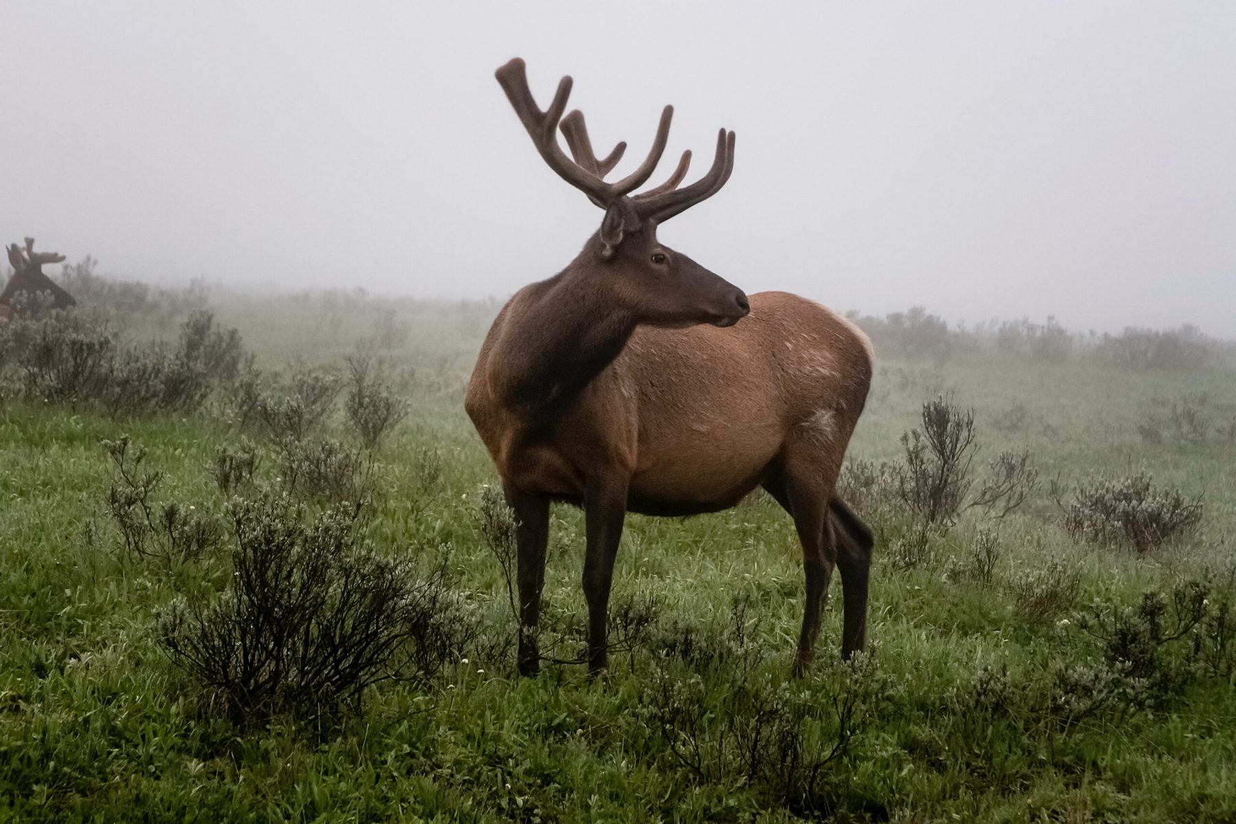 Elk In Mist