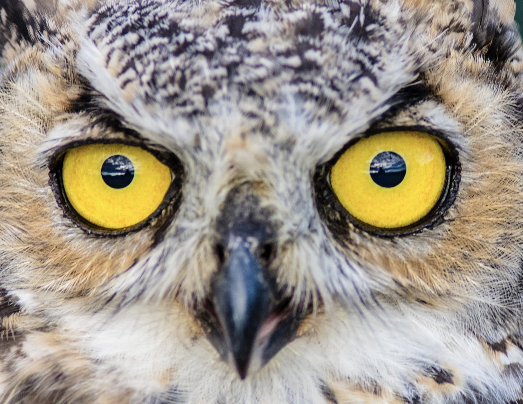 Owl you doin'