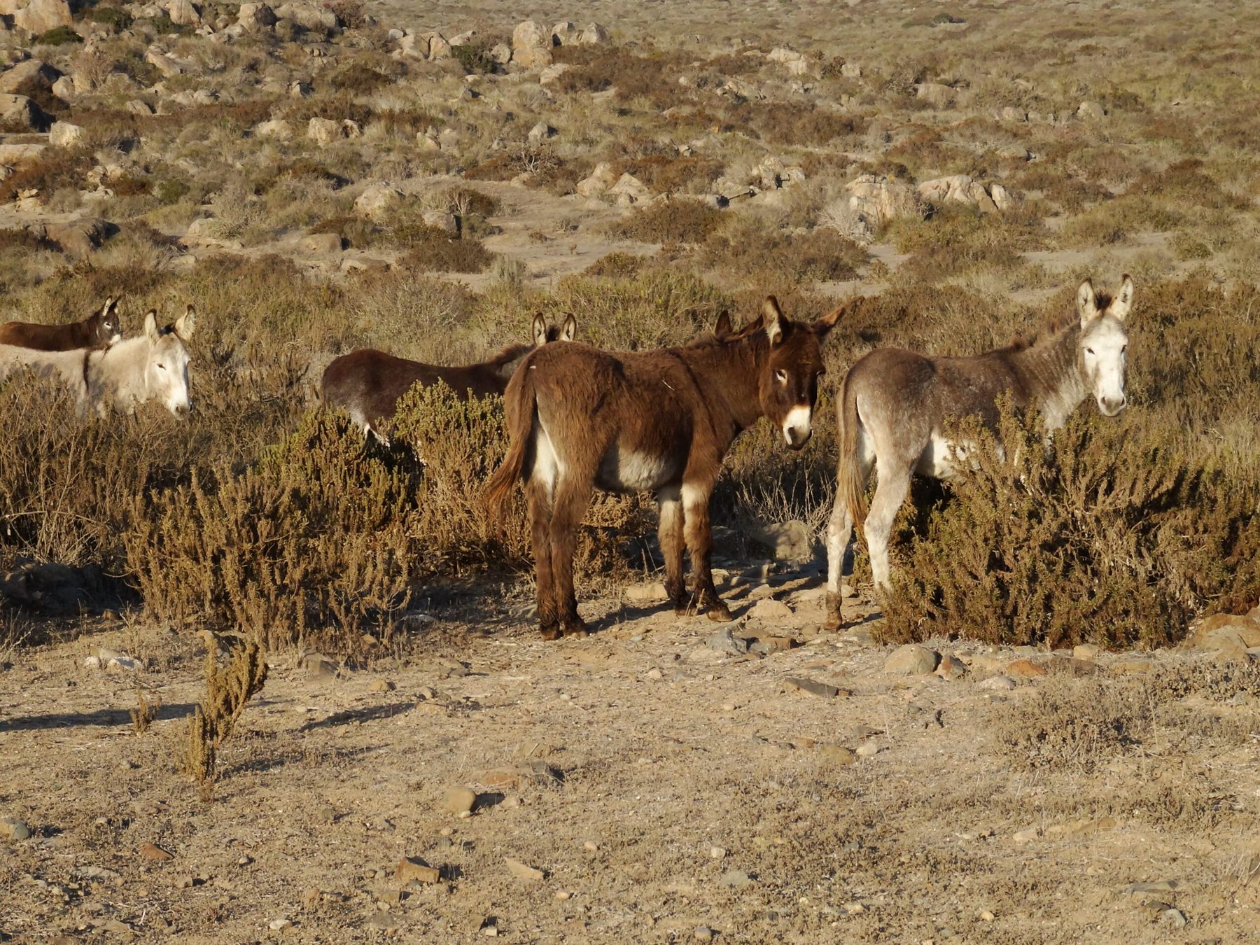 Mule Camp Chile