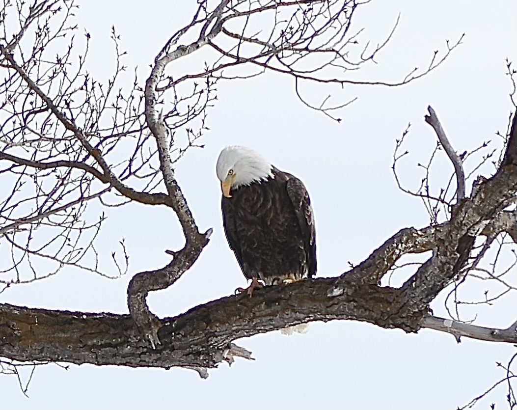 Eagle