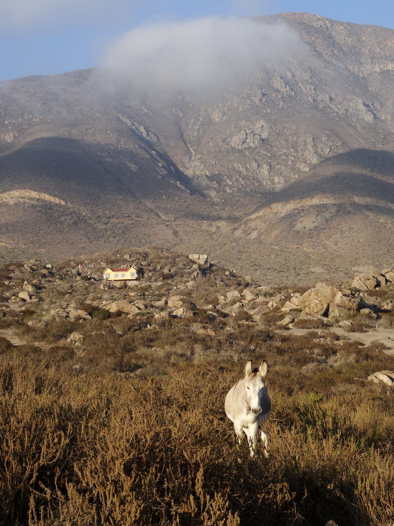 Mule Chile