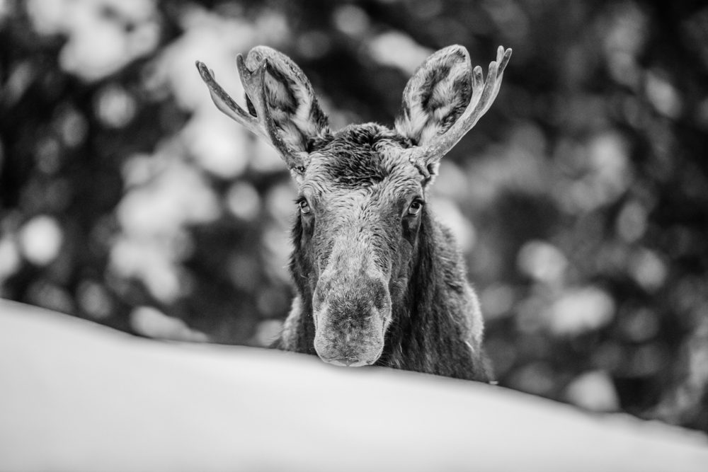 Can I elk you?