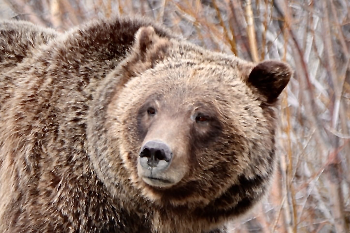 Bear
