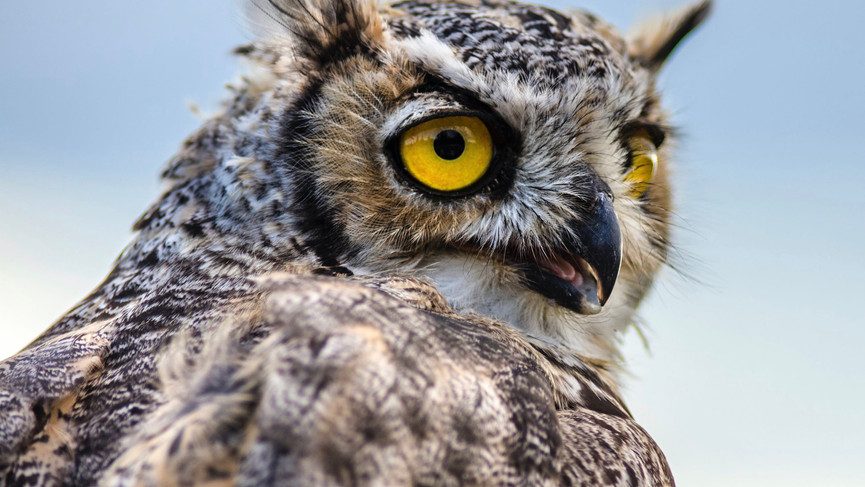I Love Owls
