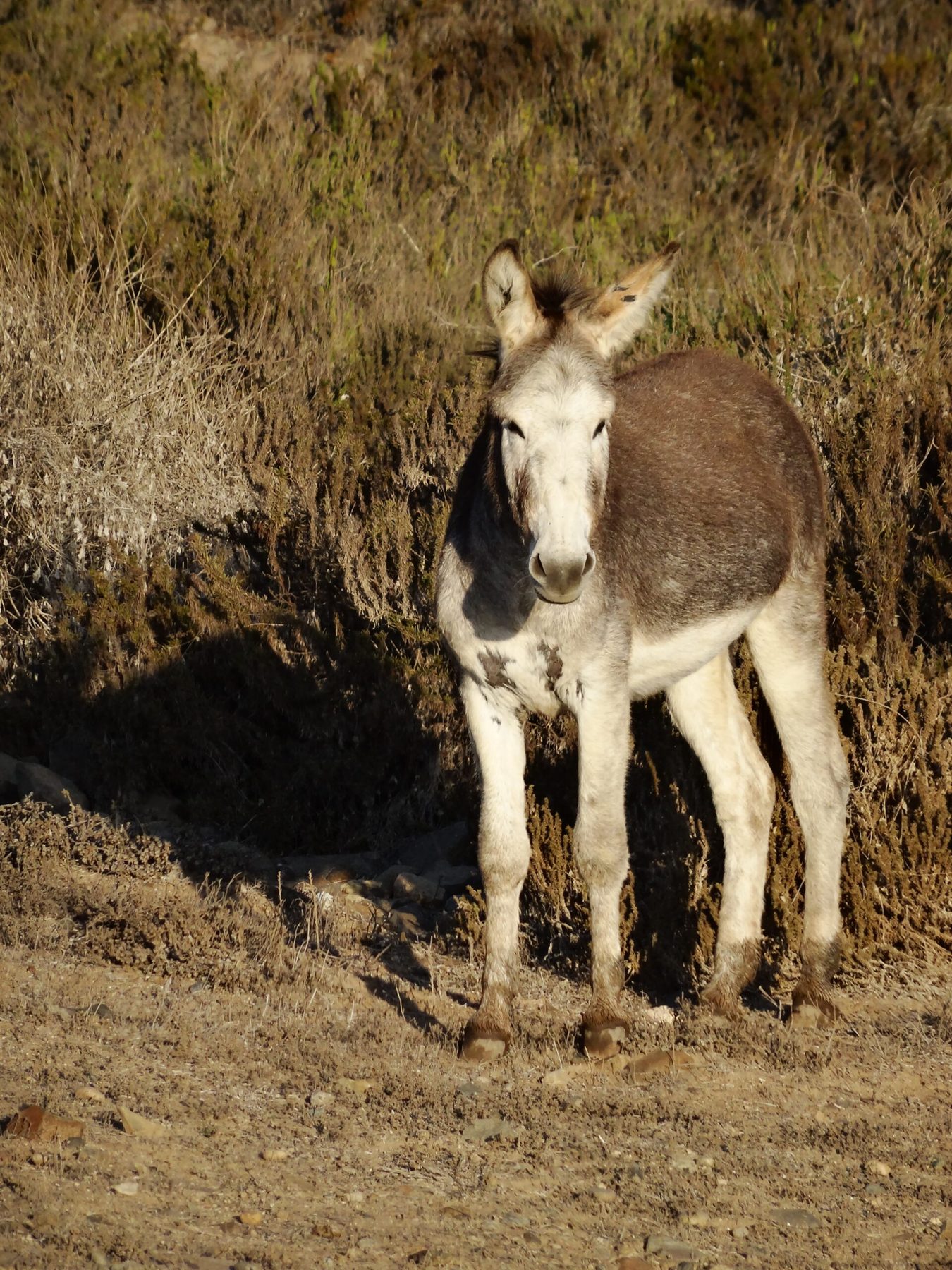 Mule Chile