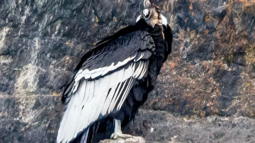 Condor Magic