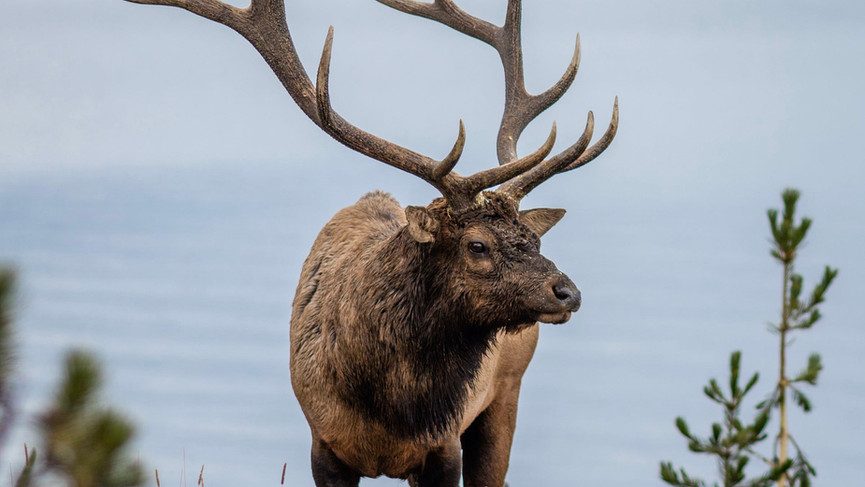 Big Elk